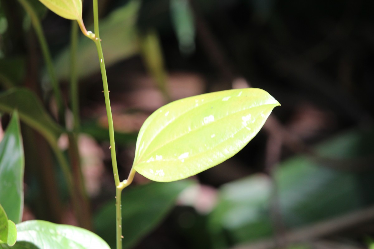 Smilacaceae